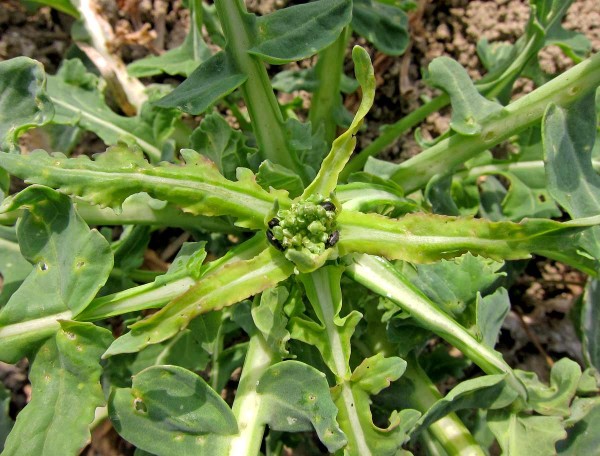 Fáze řepky na počátku tvorby květních poupat Fáze řepky na počátku tvorby květních poupat