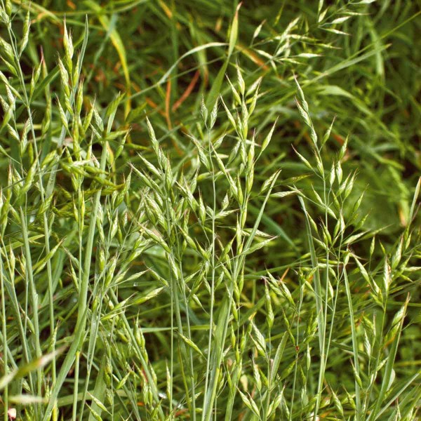 Sveřep měkk&yacute;