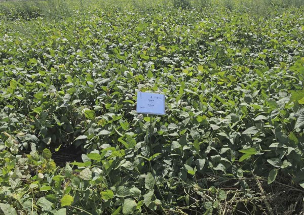 PRE Campus + Backrow - 1,4 + 0,4 l/ha