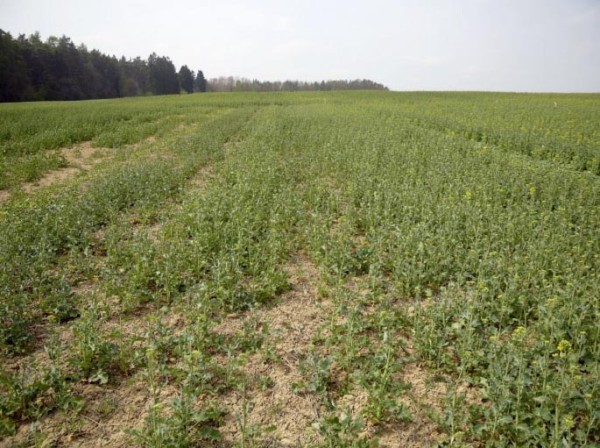 Porost řepky ve variantě s&nbsp;mělk&yacute;m zpracov&aacute;n&iacute;m půdy, rok 2019 (f&aacute;ze butonizace)