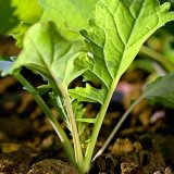 Hroz&iacute; zelen&eacute; peklo na na&scaron;ich pol&iacute;ch?