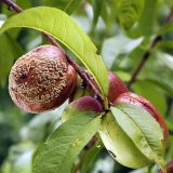 Aktu&aacute;ln&iacute; přehled ochrany zahrad, sadů a&nbsp;vinic - červenec a&nbsp;srpen 2017