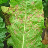 Kvalitní fungicid nejen do řepky s vysokou ekonomickou návratností Kvalitní fungicid nejen do řepky s vysokou ekonomickou návratností