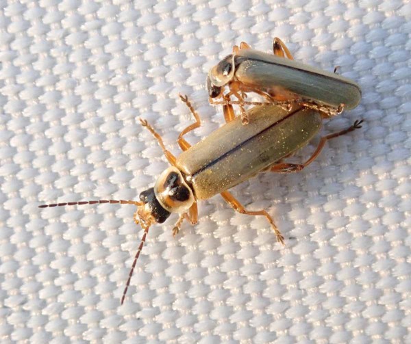 Během sklepávání můžeme kromě škůdců sledovat i výskyty užitečných organizmů - páteříček Během sklepávání můžeme kromě škůdců sledovat i výskyty užitečných organizmů - páteříček