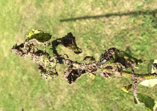 Obr. 4: Dysaphis ssp. na hru&scaron;ni