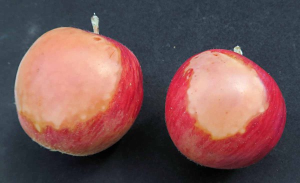 Sluneční úžeh Sluneční úžeh