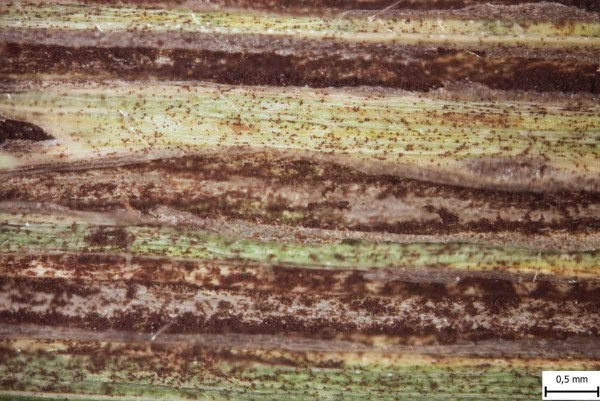 Stébelná snětivost žita - příznaky napadení, snětivé pruhy na listu Stébelná snětivost žita - příznaky napadení, snětivé pruhy na listu