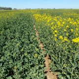 Manu&aacute;l k&nbsp;v&yacute;běru odrůd řepky ozim&eacute;