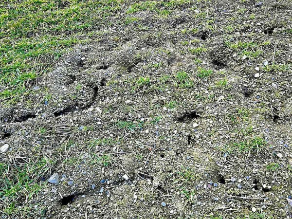 Hrabo&scaron; v&nbsp;porostu p&scaron;enice na jaře 2020