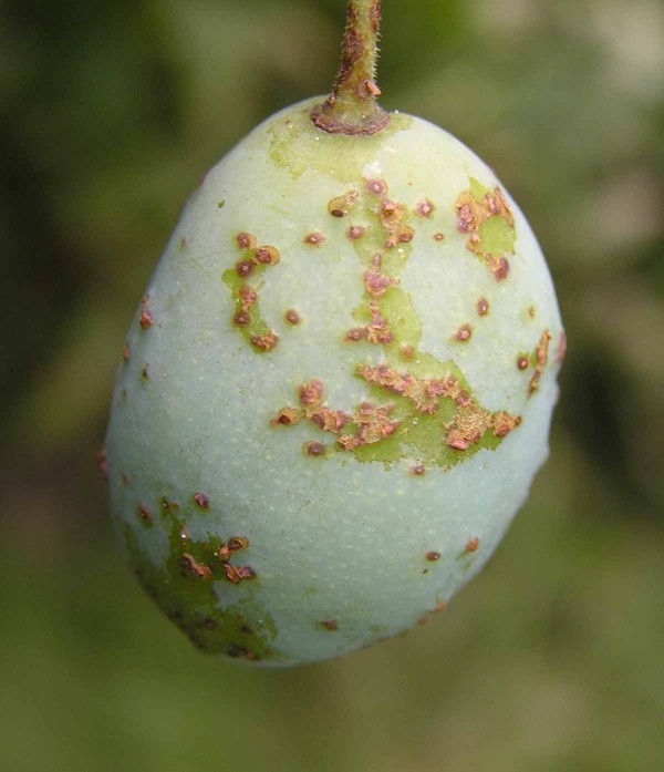 Vlnovník trnkový - příznaky na plodu Vlnovník trnkový - příznaky na plodu