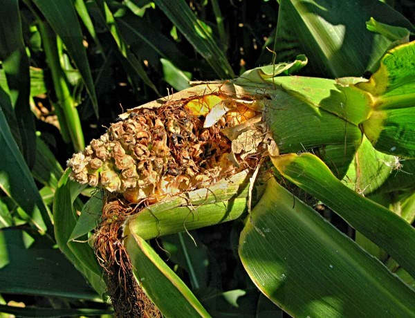 Poškození palice kukuřice ptáky Poškození palice kukuřice ptáky