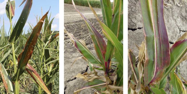 Př&iacute;znaky napaden&iacute; kukuřice virov&yacute;mi patogeny