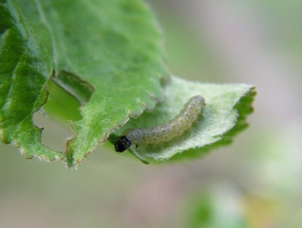 Během května se můžeme setkávat s housenkami slupkových obalečů, které v sadech přezimovaly Během května se můžeme setkávat s housenkami slupkových obalečů, které v sadech přezimovaly