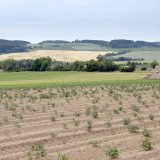 Ochrana brambor proti &scaron;kodliv&yacute;m činitelům v&nbsp;roce 2017