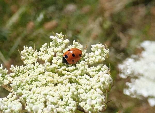 Kvetoucí byliny poskytují alternativní potravu i útočiště pro mnohé přirozené nepřátele Kvetoucí byliny poskytují alternativní potravu i útočiště pro mnohé přirozené nepřátele