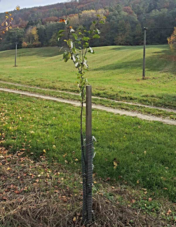 Vysazen&yacute; ovocn&yacute; stromek s&nbsp;oporou a&nbsp;ochranou proti okusu