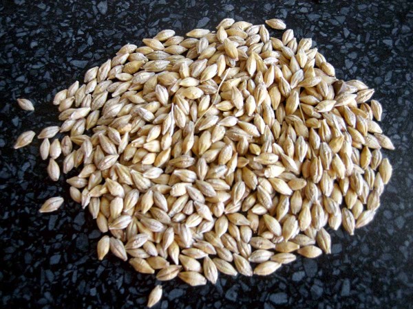 Velikost semen výnosy ovlivňovala jen málo Velikost semen výnosy ovlivňovala jen málo