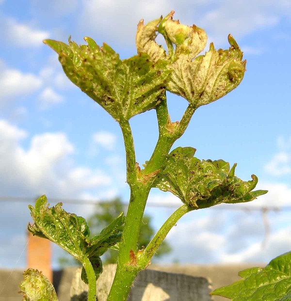 Kadeřavost révy Kadeřavost révy