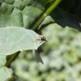 Co lze vyvodit z&nbsp;plo&scaron;n&eacute;ho monitoringu stonkov&yacute;ch &scaron;kůdců v&nbsp;porostech řepky?