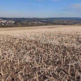 Př&iacute;nos meziplodin v&nbsp;pěstitelsk&yacute;ch syst&eacute;mech