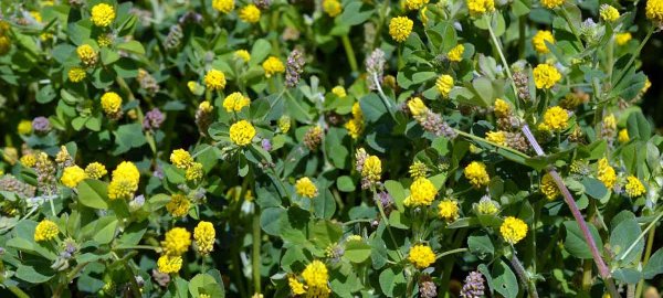 Ošetření semenných porostů jetelovin a dalších pícnin: Tolice (vojtěšky) Ošetření semenných porostů jetelovin a dalších pícnin: Tolice (vojtěšky)