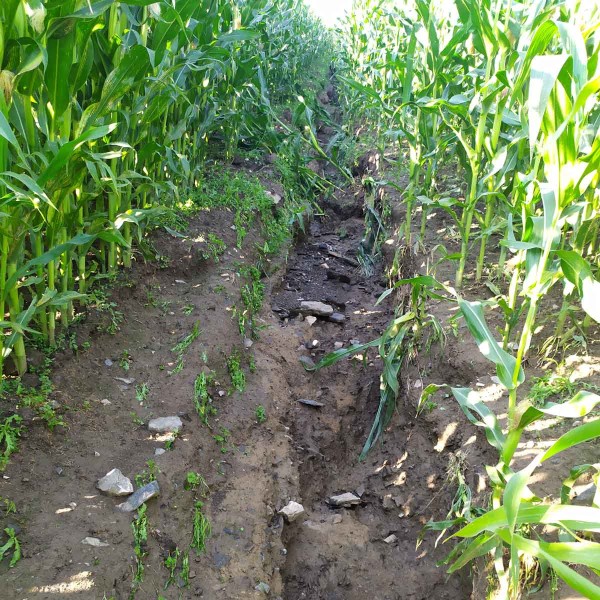 Obr. 10: Kukuřice při problematick&eacute; technologii aplikace organick&eacute; hmoty