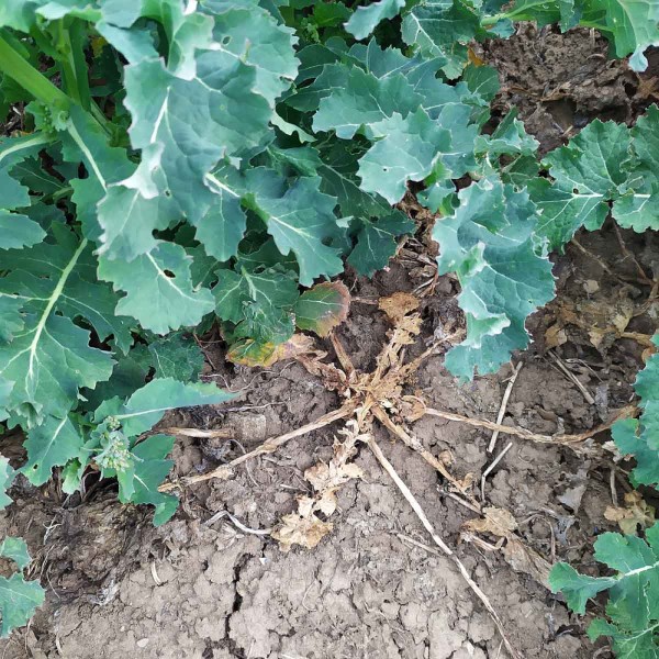 V&yacute;padek opožděně vze&scaron;l&eacute; rostliny v&nbsp;porostu založen&eacute;m 1. 8. 2020