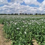 Pěstitelsk&aacute; technologie m&aacute;ku od vzejit&iacute; ke sklizni