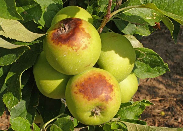 Sluneční úpal Sluneční úpal