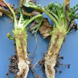 Zdravotní stav kořenů řepky Zdravotní stav kořenů řepky