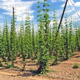 V&yacute;znam organick&yacute;ch l&aacute;tek v&nbsp;půdě chmelnic