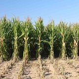 Jak zv&yacute;&scaron;it ekonomiku produkce ml&eacute;ka