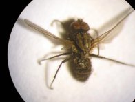 Samec květilky zeln&eacute; m&aacute; v&yacute;razně vět&scaron;&iacute; oči než samice