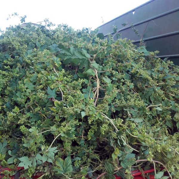 Obr. 5: Hlávky nedostatečně vyvinuté až zakrnělé Obr. 5: Hlávky nedostatečně vyvinuté až zakrnělé