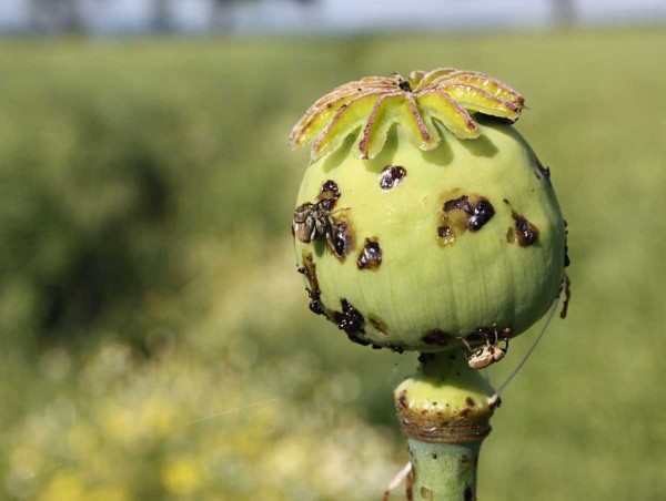 Krytonosec makovicov&yacute; a&nbsp;po&scaron;kozen&iacute; tobolky v&nbsp;zelen&eacute; zralosti