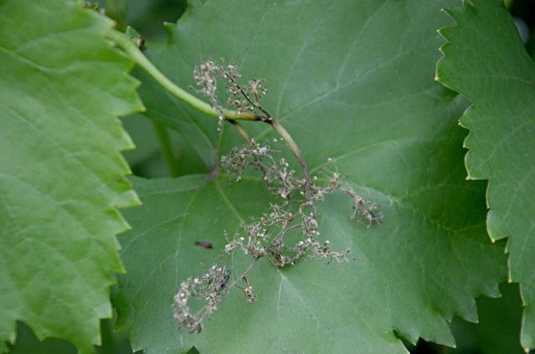 Botrytiov&aacute; hniloba květenstv&iacute; r&eacute;vy