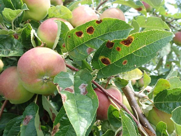 Do intenzivn&iacute;ch v&yacute;sadeb jablon&iacute; se zač&iacute;n&aacute; vracet podkopn&iacute;ček spir&aacute;lov&yacute; (Leucoptera malifoliella)