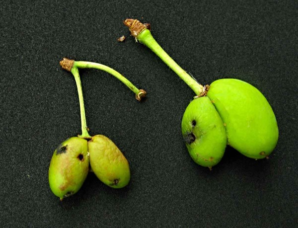 Poškození plodů pilatkou švestkovou Poškození plodů pilatkou švestkovou