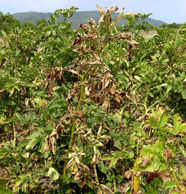 Pl&iacute;seň bramboru v&nbsp;porostu