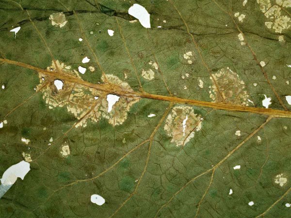 Př&iacute;znaky napaden&iacute; b&iacute;lou puch&yacute;řnatost křenu