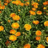 Choroby měs&iacute;čku l&eacute;kařsk&eacute;ho