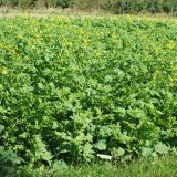 Regulace plevelů v meziporostním období - význam meziplodin Regulace plevelů v meziporostním období - význam meziplodin