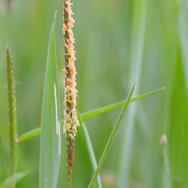 Ps&aacute;rka poln&iacute;