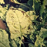 Choroby řepy (2): Virov&eacute; choroby řepy (II.)