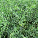 Alternativn&iacute; využit&iacute; luskovin (3) - hr&aacute;ch set&yacute; a&nbsp;roln&iacute; jako zdroj biomasy