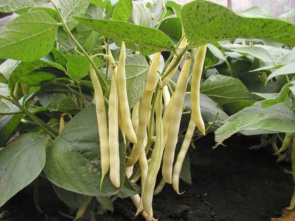 Fazol odrůda Aidagold