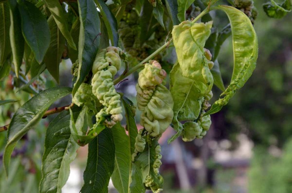 Kadeřavost broskvoně - pozdn&iacute; napaden&iacute; listů (2019)