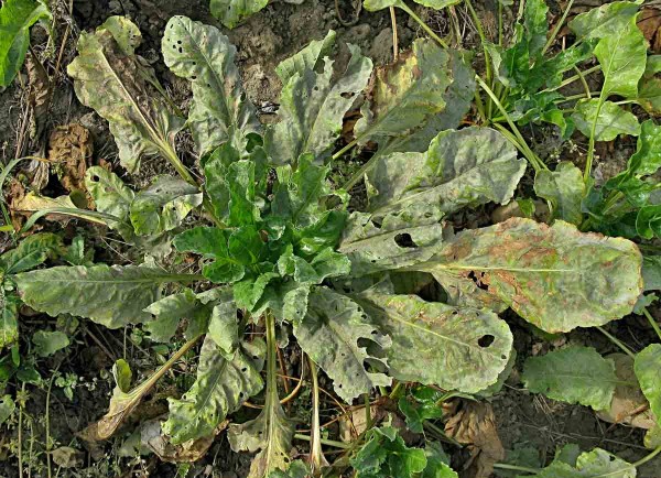 Padlí řepy Padlí řepy