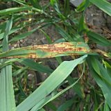 Zhodnocení ochrany rostlin na střední Moravě za rok 2021 Zhodnocení ochrany rostlin na střední Moravě za rok 2021