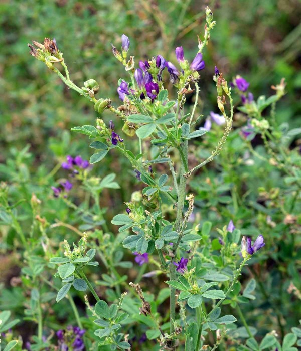 Obr. 1: Vojtě&scaron;ka set&aacute;